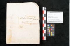 Foto (Objekt + Etikett) von Callitris brongniartii Endl. (NHMW-GEO-2024-0188-8067)